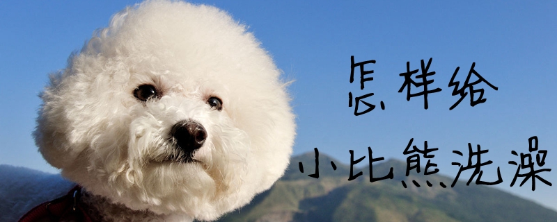 如何给小比熊洗澡