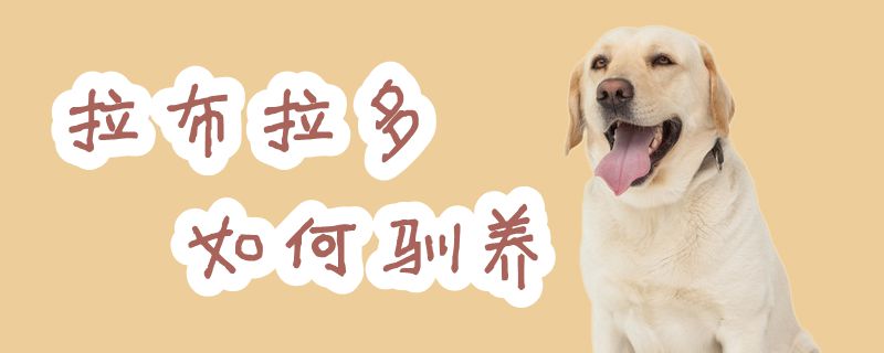 拉布拉多怎么样驯养