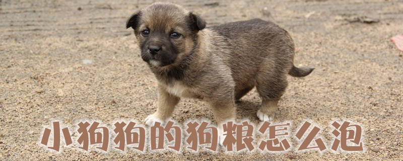 小狗狗的狗粮如何泡