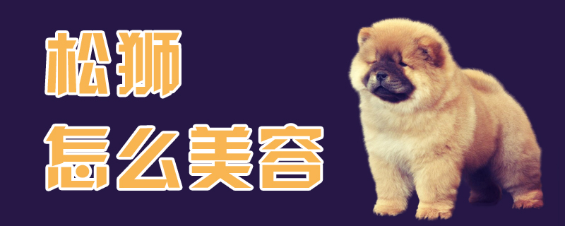 松狮如何美容