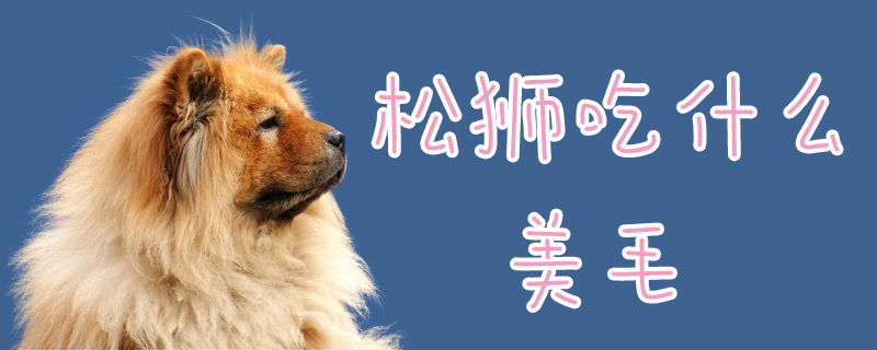 松狮吃那些美毛
