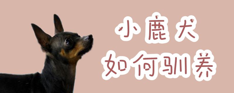 小鹿犬怎么样驯养