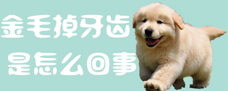 金毛牙齿掉了是什么问题