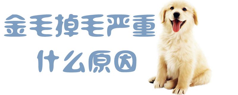 金毛掉毛紧急哪些原因