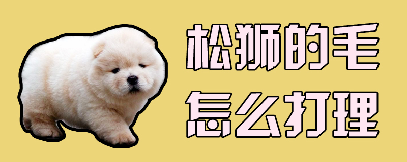 松狮的毛怎么打理-第1张图片 松狮的毛怎么打理-第1张图片