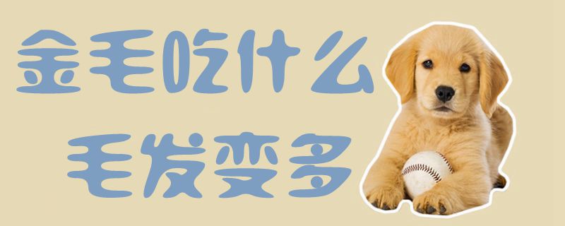 金毛吃那些毛发变多