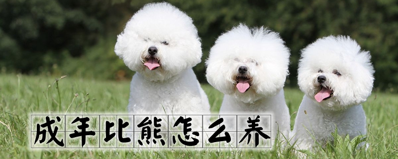 成年比熊如何养