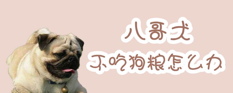 八哥犬不吃狗粮如何解决