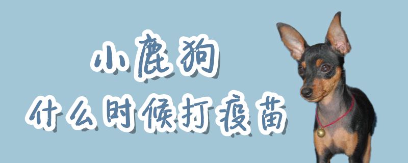 小鹿狗什么时间打疫苗