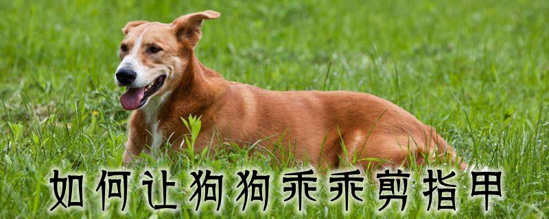 怎么样让狗狗乖乖剪指甲