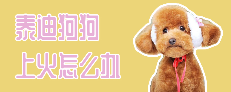 泰迪狗狗上火如何解决