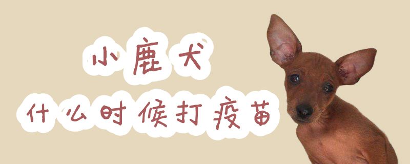 小鹿犬什么时间打疫苗