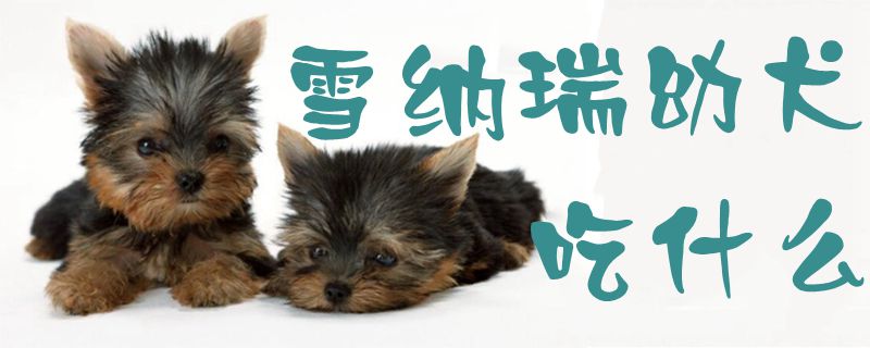雪纳瑞幼犬吃那些