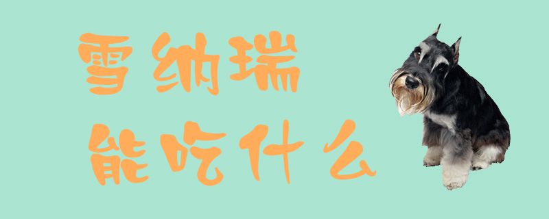 雪纳瑞可以吃什么
