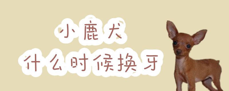 小鹿犬什么时间换牙