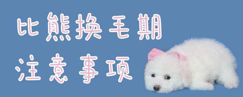 比熊换毛期注意事项-第1张图片 比熊换毛期注意事项-第1张图片