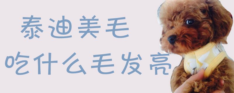 泰迪美毛吃那些毛发亮