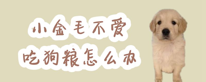 小金毛不喜欢吃狗粮如何解决