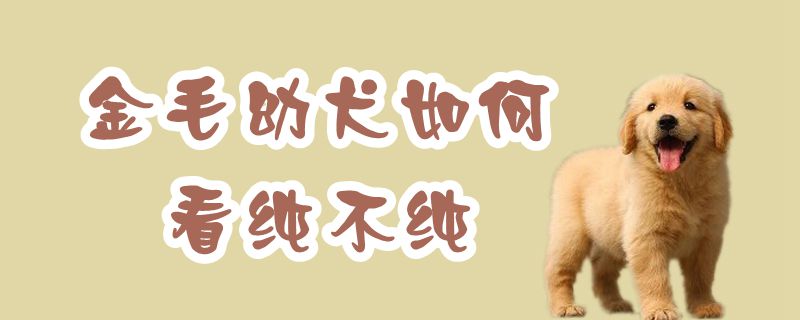 金毛幼犬怎么样看纯不纯