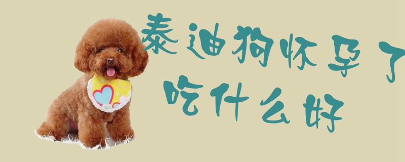 泰迪狗怀孕了吃那些好