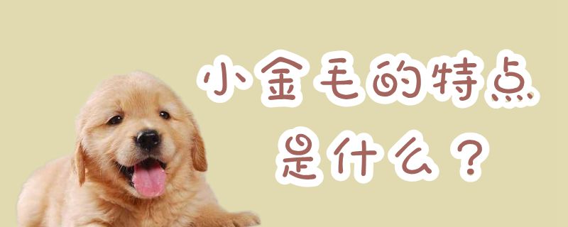 小金毛的特点有哪些