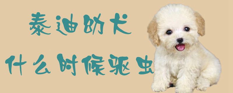 泰迪幼犬什么时间驱虫