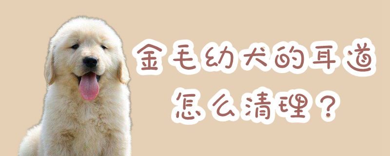 金毛幼犬的耳道如何清理