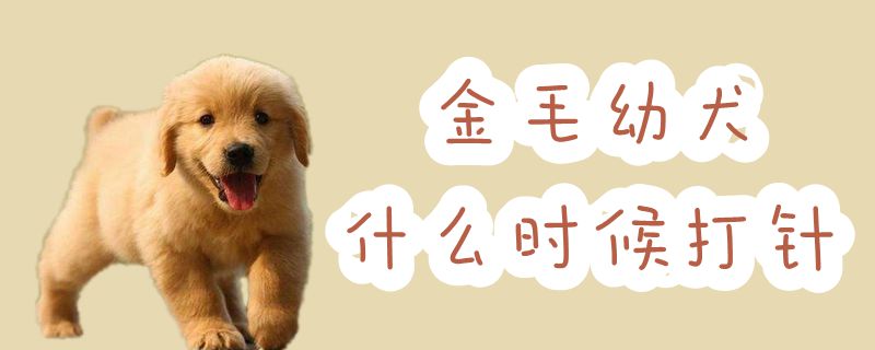 金毛幼犬什么时间打针