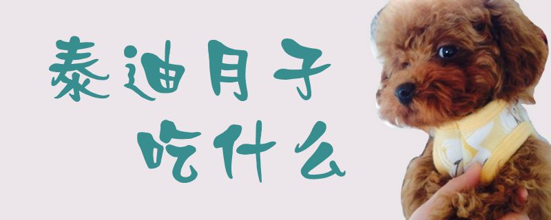 泰迪月子吃那些
