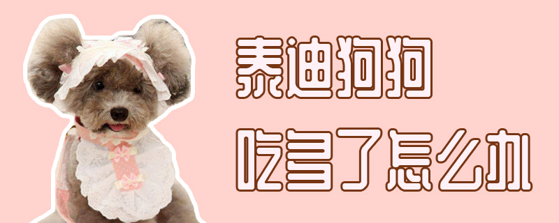 泰迪狗狗吃多了如何解决
