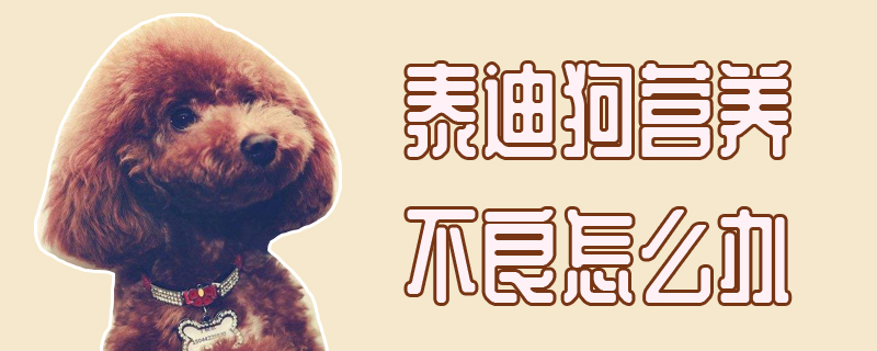 泰迪狗营养不好的如何解决