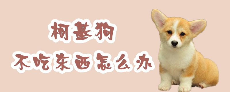 柯基狗不吃东西如何解决