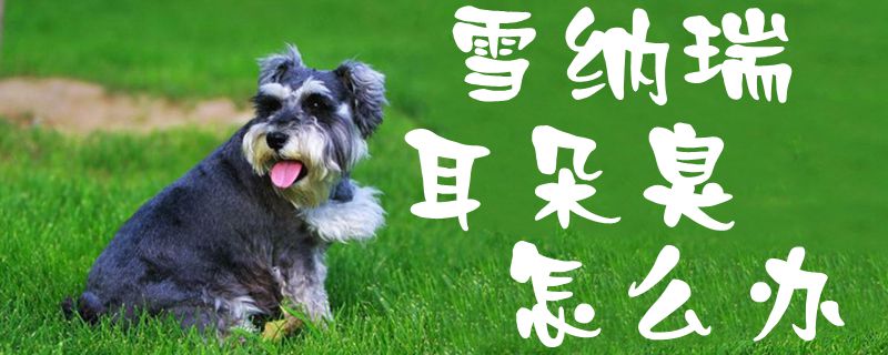 雪纳瑞耳朵臭如何解决