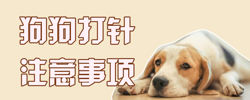 狗狗打针需要注意的地方