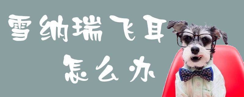 雪纳瑞飞耳如何解决