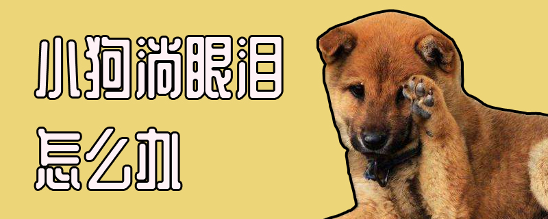 小狗淌眼泪如何解决