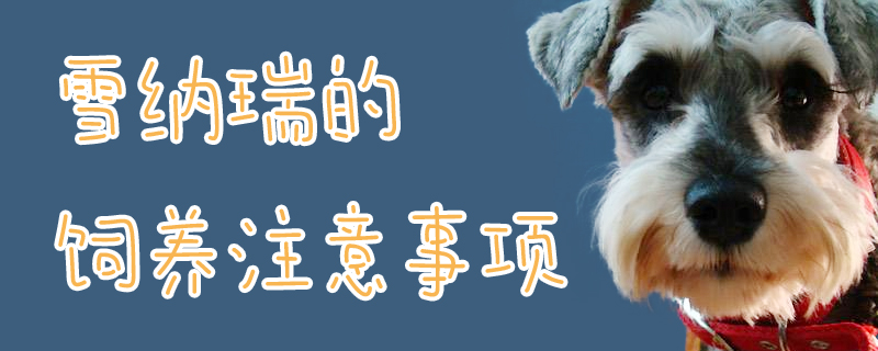 雪纳瑞的饲养需要注意的地方