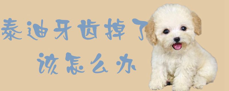 泰迪掉牙该如何解决