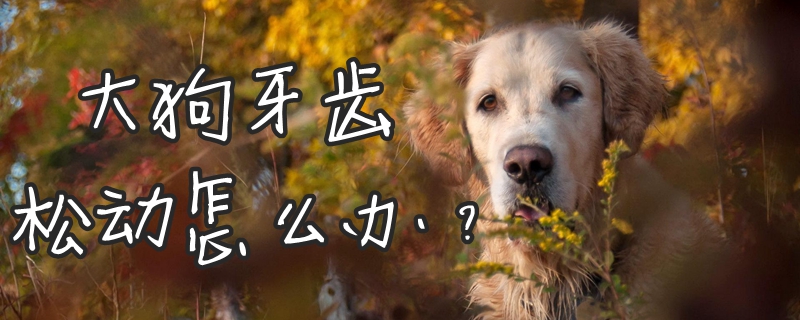 大狗牙齿松动如何解决