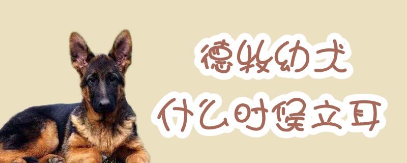 德牧幼犬什么时间立耳