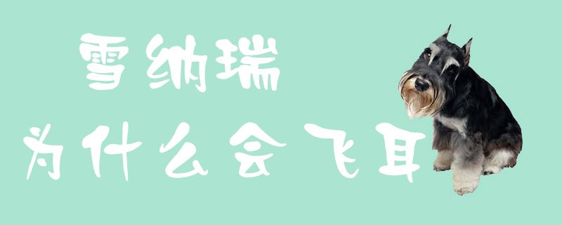 雪纳瑞为何会飞耳