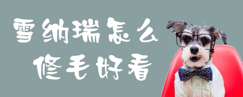 雪纳瑞如何修毛好看