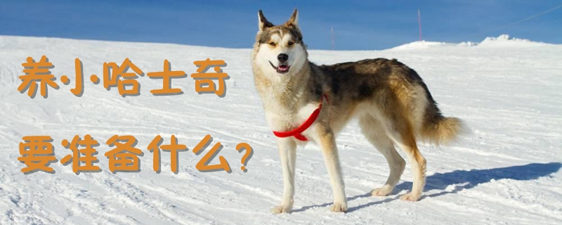 养小哈士奇要筹备什么