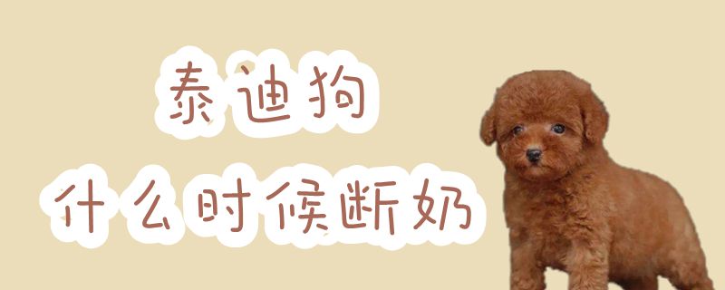 泰迪狗什么时间断奶