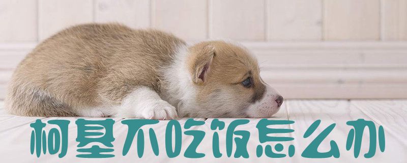 柯基不吃饭怎么办-第1张图片 柯基不吃饭怎么办-第1张图片