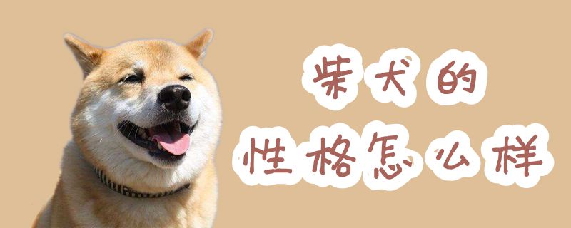 柴犬的性格特点如何