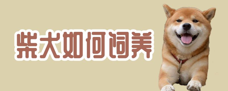 柴犬怎么样饲养