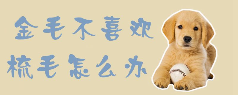 金毛不喜欢梳毛如何解决