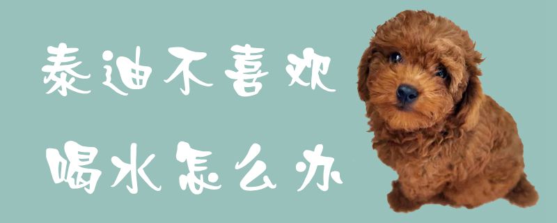 泰迪不喜欢喝水如何解决