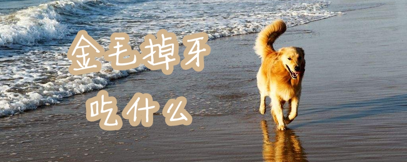 金毛牙齿脱落吃那些